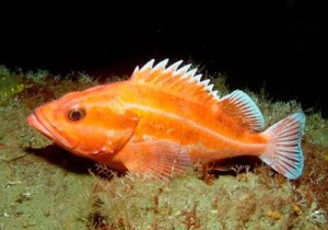 Critical habitat has yet to be determined for three species of federally protected Puget Sound rockfish
