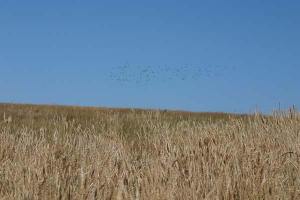 Grass sways in a breeze as a flock of birds takes flight