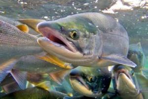 Although state officials cite an uptick in ESA-listed salmon populations