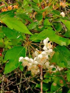 Pacific Crabapple (malus fusca) is a good choice for thickets