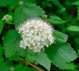 Pacific ninebark (Physocarpus capitatus) has attractive leaves and flowers and is a good soil-binder.