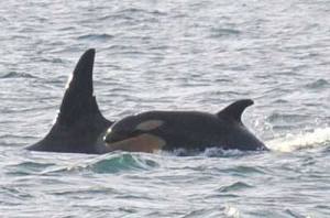 The orca calf pictured here