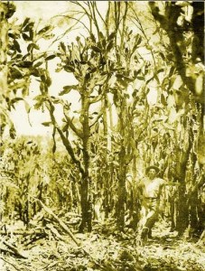 A stand of prickly pear cactus seen during the height of the Australian prickly pear infestation in the 1920s.