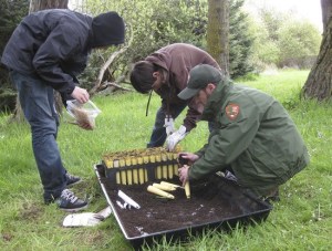 Spring Street students help plant seeds with Jerald Weaver.