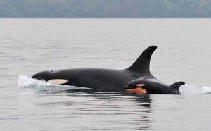 The latest addition to the Southern Residents