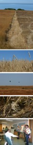 Top photo: A mow strip marks a prescribed burn area on the American Camp prairie