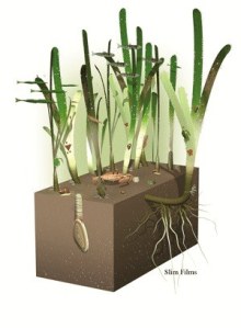 Eelgrass beds provide food and shelter for a variety of saltwater creatures. (Artist drawing)