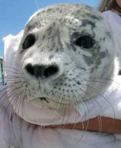 The harbor seal pup above is named Blakely.