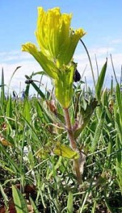 A golden paintbrush plant.