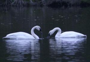 This photo of Trumpeter Swans was taken Dec. 10 at Lakedale Resort.