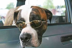 Incognito? A pair of shades helps Lucy kick back and relax while owner Jesse Rogers makes a quick stop on Memorial Day at Friday Harbor's Mosquito Fleet Mercantile.