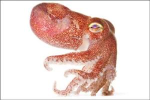 A portrait of the a Stubby Squid (Rossia Pacifica) is one of the many provocative photographs of creatures of the deep by Susan Middleton