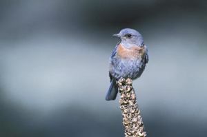 Western Bluebird