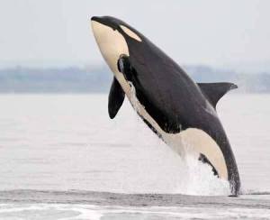 Known for a frequent propensity to 'breach