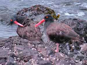A pair of oystercatchers at the water's edge.
