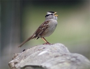 Audubon Society spring fling