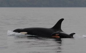 Newborn J-51 swims along its mother