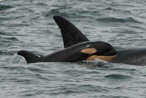 The newest arrival in L-pod