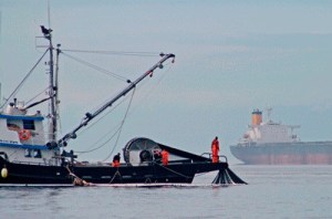 Room to roam is at a premium in the summertime off the west side of San Juan Island