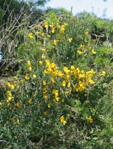 Scotch broom: noxious