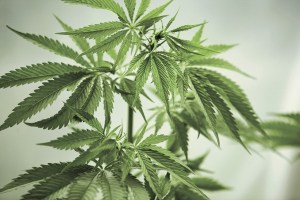 Retail owners contend with lack of product