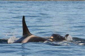 The latest addition to J-pod