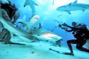 Menace? Misunderstood? Sharks are in decline worldwide and 20-year-old Madison Stewart of Australia aims to reverse the plight of the ocean's most feared predator in 'Shark Girl