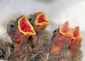 Feeding time for a brood of baby finches.