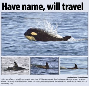 Four orca calves are finally named