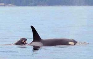 First-time mother J-37 swims alongside her newborn calf