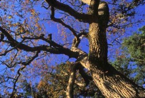 A grounds-eye view of a stately Garry oak.