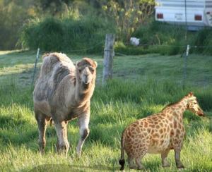 Mona the camel and her new pasture mate