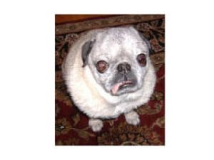 Pom-Pom deserves star billing  at the office. He was a recent  winner of the Ugliest Pet Contest at Friday Harbor Souvenir Co.