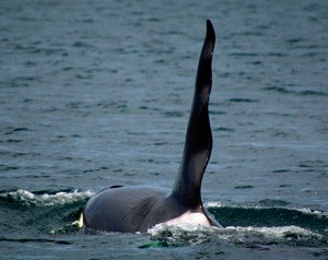 The true height of Ruffles dorsal fin—some say it was 6 feet tall—is one of many “myths” about local wildlife explored at The Whale Museum ‘Gear Down ‘ program