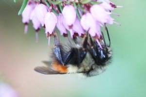 The buzz about bees