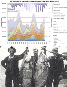 Where have all the salmon gone?