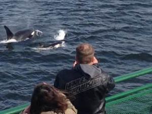 Southern resident orcas spotted in Puget Sound