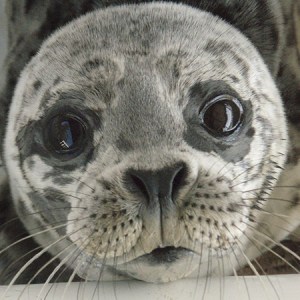 To help a stranded seal pup