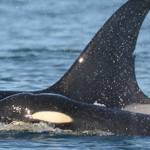 A look at the issues with Southern resident orcas