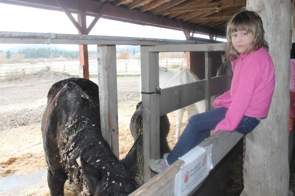 A girl visits the rescued horses at the Island Haven Animal Sanctuary.
