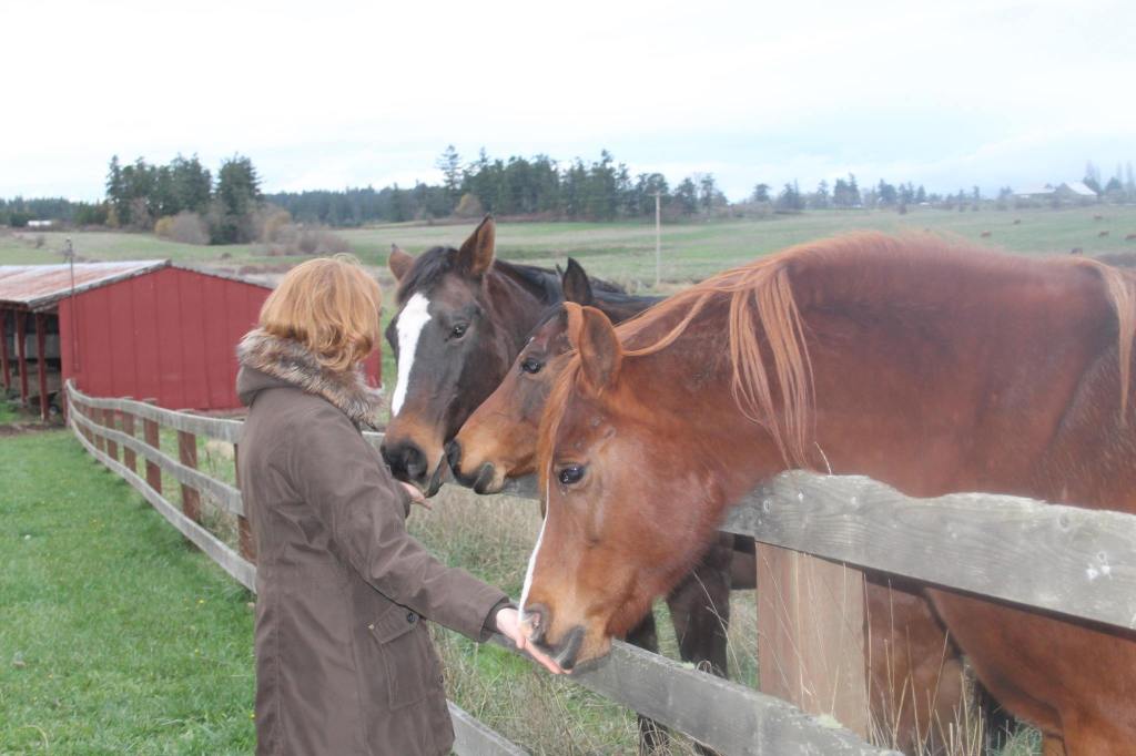Three rescued horses are petted at the Island Haven Animal Sanctuary.