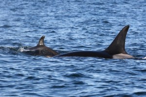 Seventh new Southern resident community orca baby confirmed