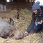 Board member Melissa Sehgal feeds a pig pears at the Island Haven Animal Sanctuary.