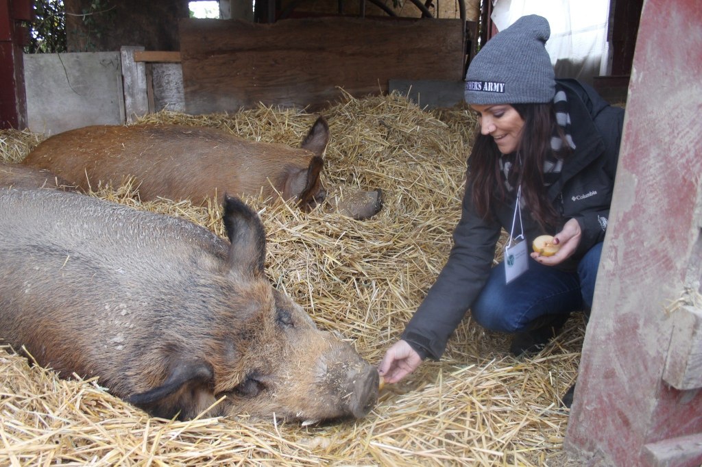 Board member Melissa Sehgal feeds a pig pears at the Island Haven Animal Sanctuary.