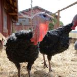 “Thanksliving” at the Animal Sanctuary