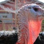 “Thanksliving” at the Animal Sanctuary