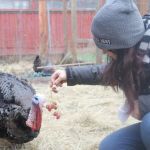 Board member Melissa Sehgal feeds a turkey grapes at the Island Haven Animal Sanctuary.