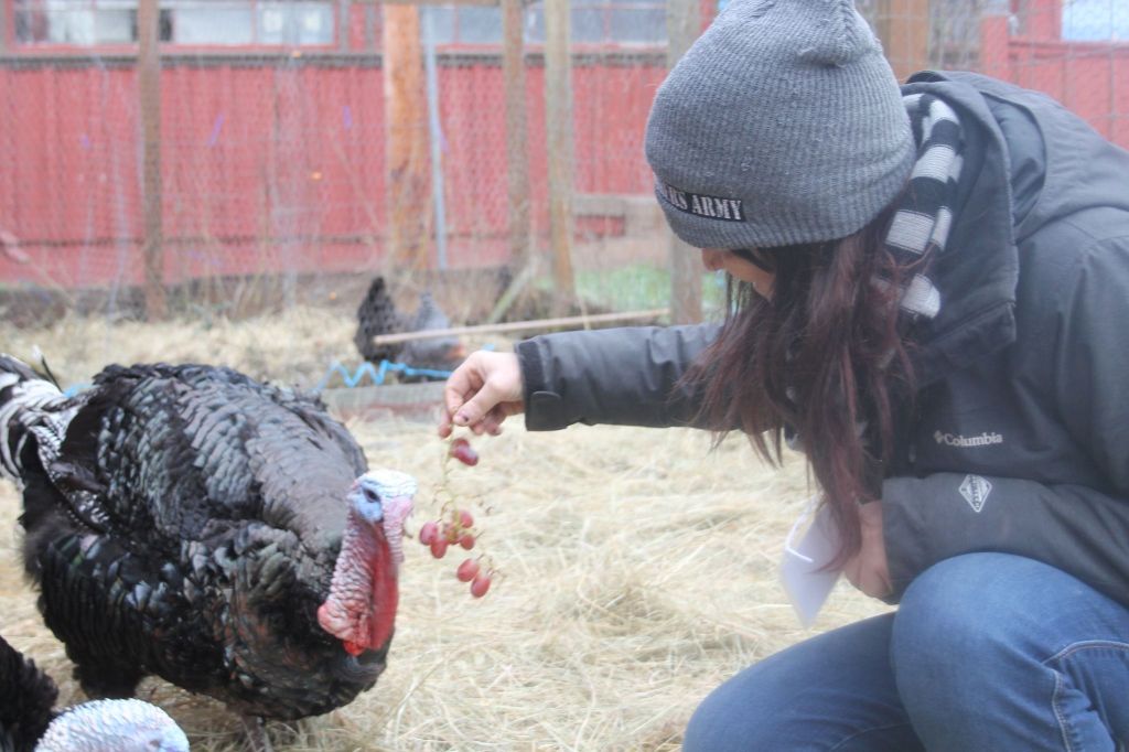 Board member Melissa Sehgal feeds a turkey grapes at the Island Haven Animal Sanctuary.