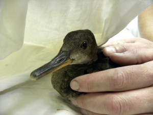 Wolf Hollow: four years a volunteer and going strong!