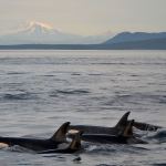 Contributed photo/ Sarah McCullagh